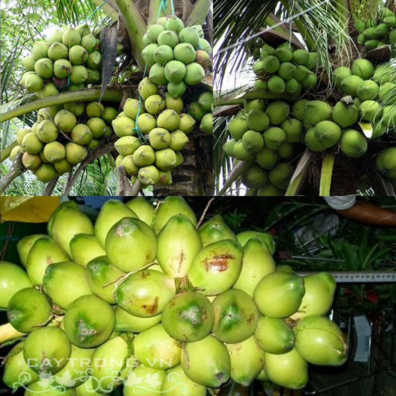 DỪA ẺO DÂY (TRÁI CHÙM) DỪA ẺO DÂY (TRÁI CHÙM)