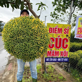 CÚC MÂM XÔI CÚC MÂM XÔI