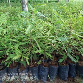 BỒ KẾT BỒ KẾT