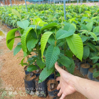 Dầu Dầu