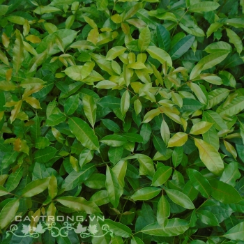 XÀ CỪ XÀ CỪ