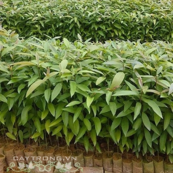 BỜI LỜI ĐỎ BỜI LỜI ĐỎ