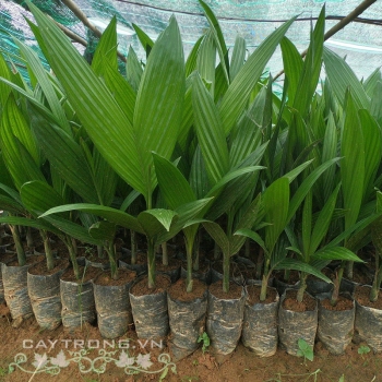 CÂY CAU CÂY CAU