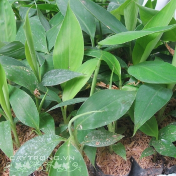 CHUỐI TIÊU HỒNG