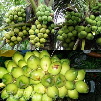 DỪA ẺO DÂY (TRÁI CHÙM) DỪA ẺO DÂY (TRÁI CHÙM)