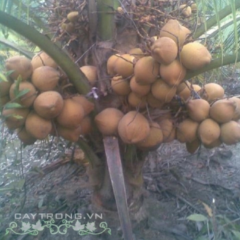 DỪA MÃ LAI DỪA MÃ LAI