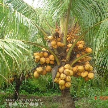 DỪA XIÊM LÙN LỬA DỪA XIÊM LÙN LỬA