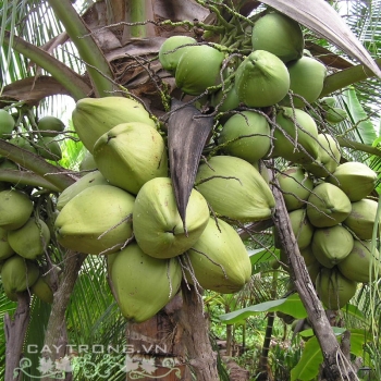 DỪA XIÊM LÙN XANH DỪA XIÊM LÙN XANH