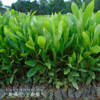KEO TAI TƯỢNG ÚC KEO TAI TƯỢNG ÚC