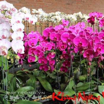 HOA LAN HỒ ĐIỆP HOA LAN HỒ ĐIỆP
