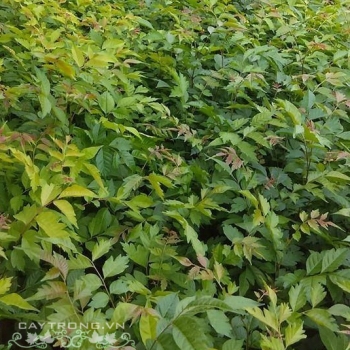 CÂY LÁT HOA CÂY LÁT HOA