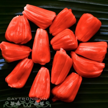 MÍT RUỘT ĐỎ MÍT RUỘT ĐỎ