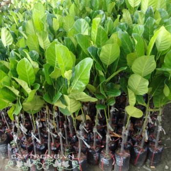 MÍT SIÊU SỚM CHANGAI THÁI