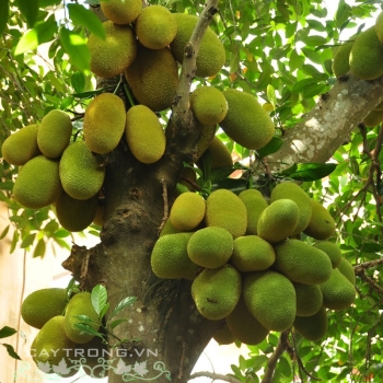 MÍT TỐ NỮ MÍT TỐ NỮ