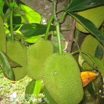 MÍT TỨ QUÝ DA XANH MÍT TỨ QUÝ DA XANH