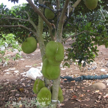 MÍT THÁI VIÊN LINH