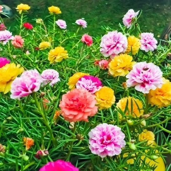 HOA MƯỜI GIỜ HOA MƯỜI GIỜ