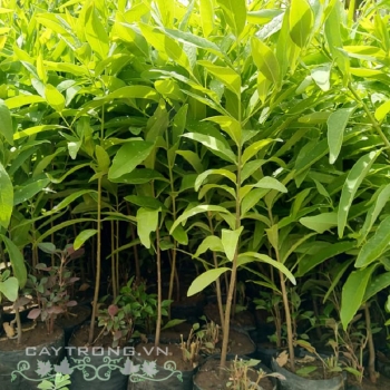 ĐÀN HƯƠNG ĐÀN HƯƠNG