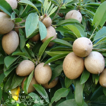 SAPOCHE (MÊ HI CÔ)