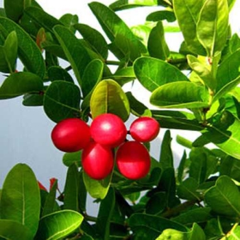 CÂY SIRO GIỐNG CÂY SIRO GIỐNG
