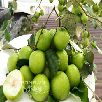 CÂY GIỐNG TÁO THÁI CÂY GIỐNG TÁO THÁI